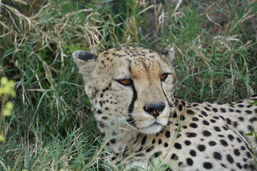 headshot of a cheetah, cheetah portrait, female, cheetah laying in grass in the serengeti national park tanzania