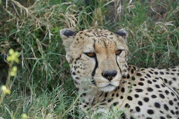 headshot of a cheetah, cheetah portrait, female, cheetah laying in grass in the serengeti national park tanzania