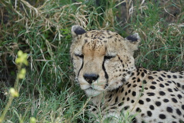 headshot of a cheetah, cheetah portrait, female, cheetah laying in grass in the serengeti national park tanzania