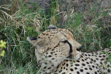 headshot of a cheetah, cheetah portrait, female, cheetah laying in grass in the serengeti national park tanzania