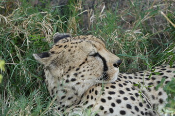headshot of a cheetah, cheetah portrait, female, cheetah laying in grass in the serengeti national park tanzania