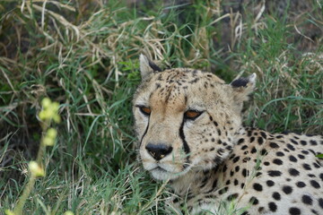 headshot of a cheetah, cheetah portrait, female, cheetah laying in grass in the serengeti national park tanzania