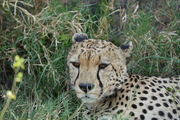 headshot of a cheetah, cheetah portrait, female, cheetah laying in grass in the serengeti national park tanzania