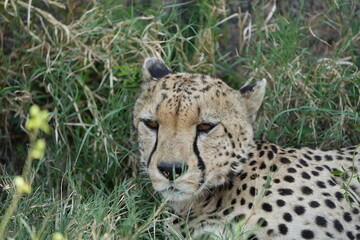 headshot of a cheetah, cheetah portrait, female, cheetah laying in grass in the serengeti national park tanzania
