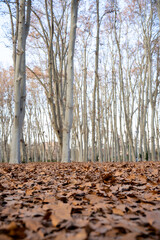 High-Quality Images of Girona: Cityscape & Parks, city of Girona Catalonia