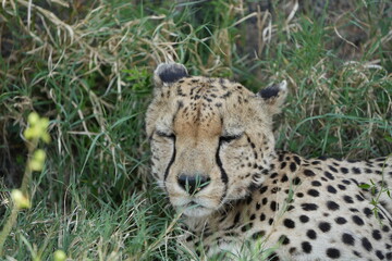 headshot of a cheetah, cheetah portrait, female, cheetah laying in grass in the serengeti national park tanzania