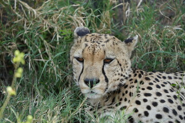 headshot of a cheetah, cheetah portrait, female, cheetah laying in grass in the serengeti national park tanzania