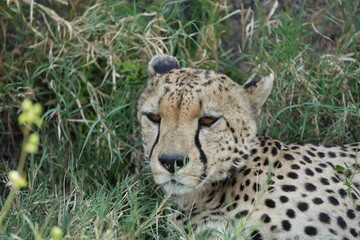 headshot of a cheetah, cheetah portrait, female, cheetah laying in grass in the serengeti national park tanzania
