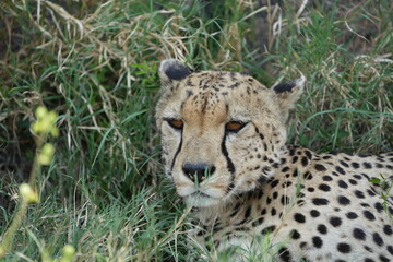 headshot of a cheetah, cheetah portrait, female, cheetah laying in grass in the serengeti national park tanzania