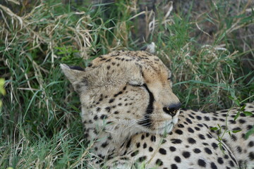 headshot of a cheetah, cheetah portrait, female, cheetah laying in grass in the serengeti national park tanzania