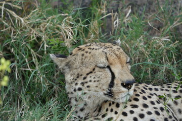 Fototapeta premium headshot of a cheetah, cheetah portrait, female, cheetah laying in grass in the serengeti national park tanzania