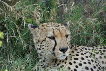 headshot of a cheetah, cheetah portrait, female, cheetah laying in grass in the serengeti national park tanzania