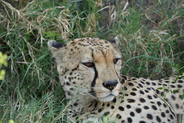 headshot of a cheetah, cheetah portrait, female, cheetah laying in grass in the serengeti national park tanzania