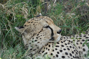 headshot of a cheetah, cheetah portrait, female, cheetah laying in grass in the serengeti national park tanzania