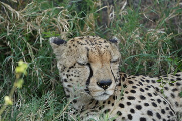 headshot of a cheetah, cheetah portrait, female, cheetah laying in grass in the serengeti national park tanzania