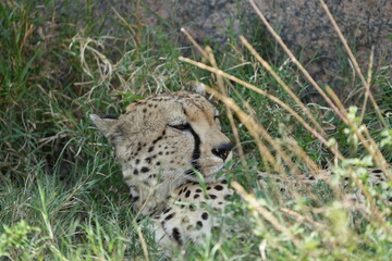 headshot of a cheetah, cheetah portrait, female, cheetah laying in grass in the serengeti national park tanzania