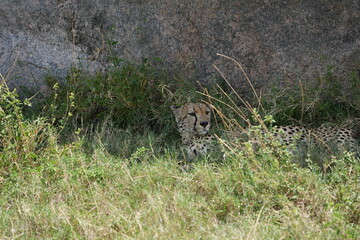 cheetah laying in the grass of the serengeti against a rock in the national park in tanzania