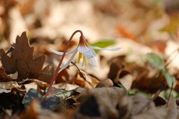 beautiful Erythrónium caucásicum in the spring forest