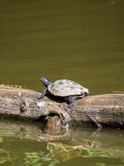 Fototapeta premium Yellow-bellied Terrapin Basking on a Log