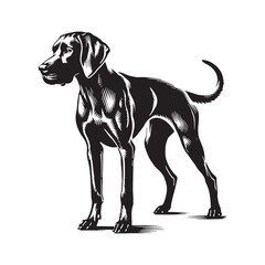 Elegant Vizsla silhouette with a clean and stylish design - Vizsla illustration - minimal Vizsla vector - dog silhouette
