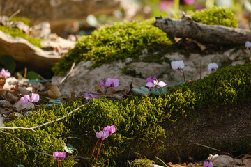 beautiful Cýclamen on green moss