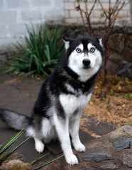 A dog of the Siberian husky breed sits on the alley near the house. The dog has blue eyes and fluffy fur. The dog is looking up and has his ears pinned. The photo is vertical and blurry