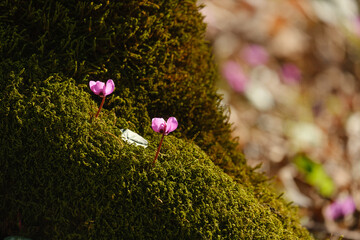 beautiful Cýclamen on green moss