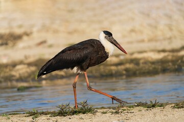 Asian Woolly-necked Stork with red legs and beak walks along a serene riverbank in natural habitat
