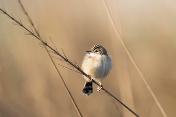 Streaked Fantail Warbler (Zitting Cisticola) perched on a green leafy branch
