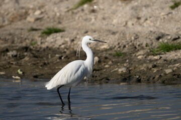 Little Egret (Egretta garzetta) standing in shallow water by a rocky shore, under clear daylight