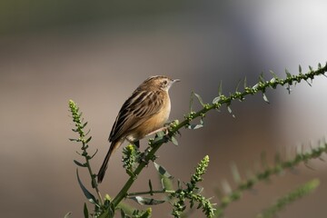 Streaked Fantail Warbler (Zitting Cisticola) perched on a green leafy branch