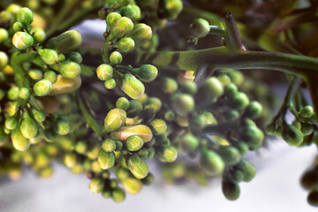 Close-up of neem flower. It is an edible flower with a bitter taste and medicinal properties.