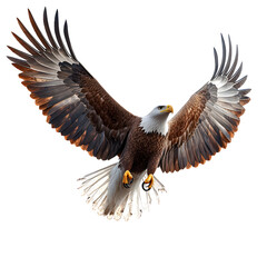 Obraz premium Majestic bird soars, wings spread wide on transparent background