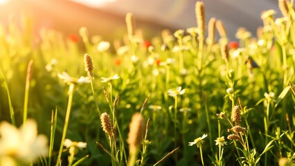 Golden Hour Meadow Wildflowers in Sunlight