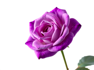 A Stunning and Richly Hued Lavender Rose Perfection isolated on transparent background 