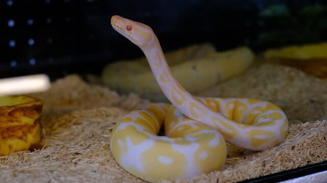 A baby python is curled up on a bed of hay. The snake is yellow and white and he is resting