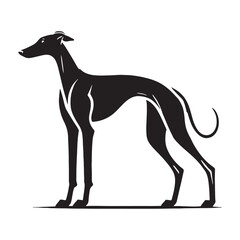 Modern and sleek Whippet silhouette for digital compositions - Whippet illustration - minimal Whippet vector - dog silhouette
