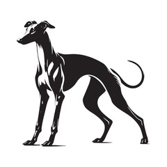 Obraz premium Beautifully designed Whippet silhouette for premium artwork - Whippet illustration - minimal Whippet vector - dog silhouette 