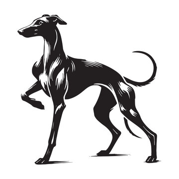 recommend clip art: Whippet silhouette with a poised and graceful stance - Whippet illustration - minimal Whippet vector - dog silhouette
                    
