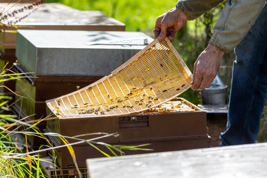 Apiculture - Apiculteur tenant  une grille &agrave; reine au dessus d'une ruche pendant la visite sanitaire d'un rucher