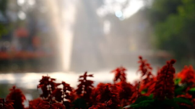 A beautiful red flower garden with a fountain in the background. The flowers are in full bloom and the fountain is spraying water. The scene is peaceful and serene, with the water