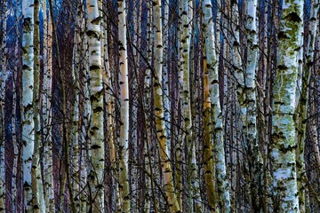 Fototapeta premium Dense Birch Tree Forest