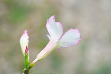 Back of Desert Rose or Impala Lily White and Pink Flower in Garden. blurred background