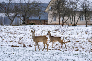 Obraz premium Two Roe Deer in a Snowy Rural Landscape Near Houses