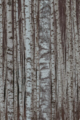 Obraz premium Monochrome Winter Scene with Tall Birch Trees