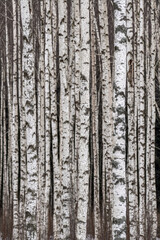 Obraz premium Dense Birch Tree Forest with White and Black Bark Patterns