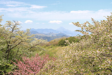 大分県の県民の森からの眺め