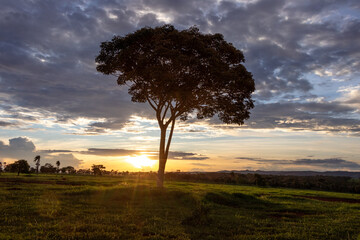 tree with sunset in the field