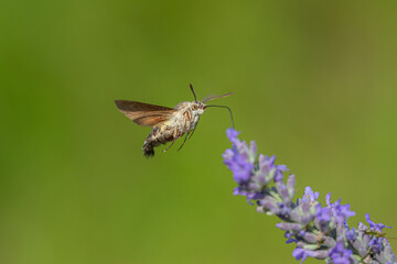 Macroglossum stellatarum