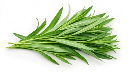 Fototapeta premium Fresh Tarragon. 